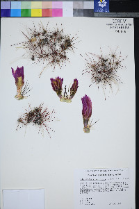 Sclerocactus polyancistrus image