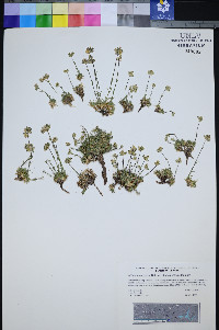 Eremogone congesta var. charlestonensis image