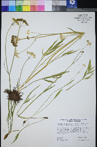 Perideridia parishii image