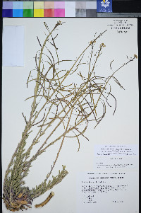 Boechera shockleyi image