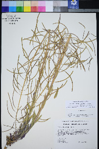 Boechera shockleyi image