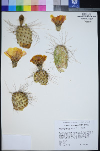 Opuntia polyacantha var. erinacea image