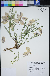 Astragalus oophorus var. oophorus image