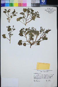 Phacelia mustelina image