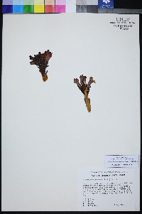 Orobanche californica image