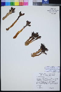 Orobanche californica image