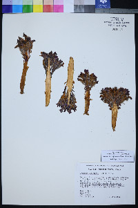 Orobanche californica image