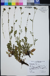 Horkelia fusca subsp. parviflora image