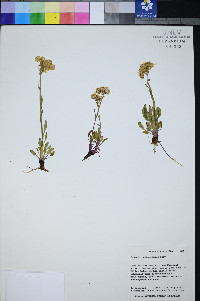 Packera neomexicana var. neomexicana image
