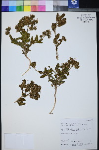 Phacelia mammillarensis image