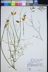 Astragalus serenoi image