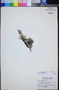 Physaria hitchcockii image