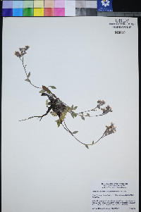 Phacelia hastata var. charlestonensis image