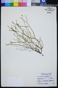 Eriogonum heermannii var. clokeyi image