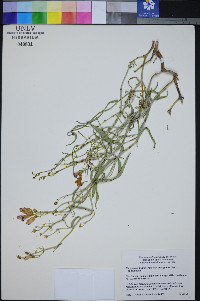 Penstemon fruticiformis subsp. amargosae image