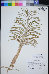 Boechera shockleyi image