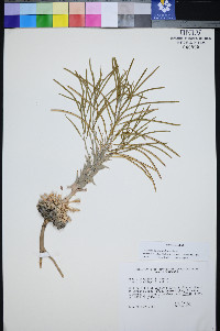Boechera shockleyi image