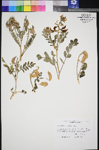 Astragalus cimae image