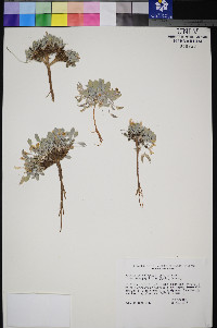 Astragalus calycosus image
