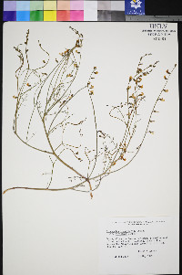 Astragalus convallarius image