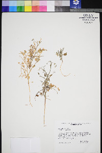Astragalus geyeri image