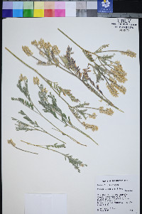 Astragalus spaldingii image