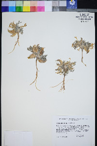 Astragalus uncialis image
