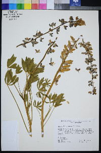 Lupinus holmgrenianus image