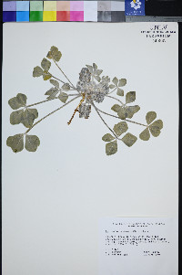 Pediomelum castoreum image