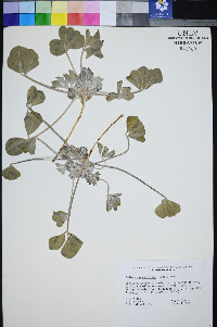 Pediomelum castoreum image