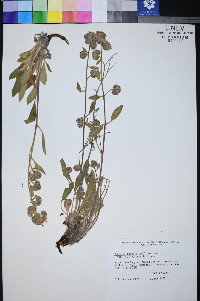 Phacelia hastata var. charlestonensis image