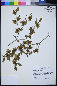 Mirabilis pudica image