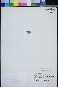 Linanthus arenicola image