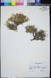 Rhinotropis subspinosa image