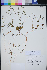 Johanneshowellia puberula image