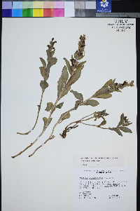 Penstemon arenarius image