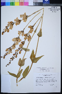Penstemon palmeri image