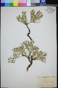 Rhinotropis subspinosa image