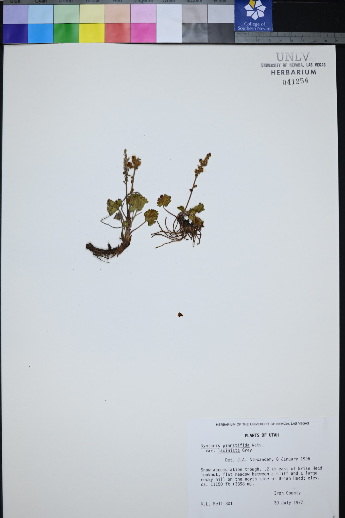 Synthyris pinnatifida image