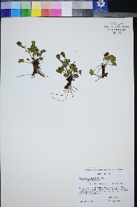 Synthyris pinnatifida image