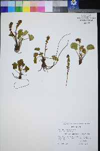 Synthyris pinnatifida image
