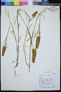 Trifolium angustifolium image