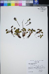 Synthyris pinnatifida image