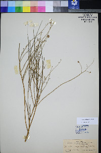 Psorothamnus scoparius image