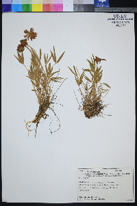 Trifolium attenuatum image