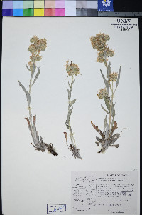 Phacelia hastata var. leucophylla image