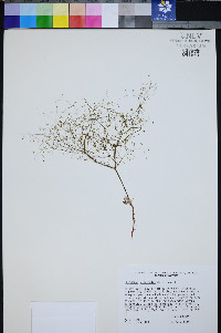Eriogonum viscidulum image