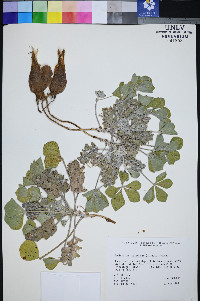 Pediomelum castoreum image