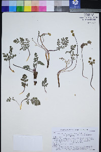 Lomatium foeniculaceum subsp. macdougalii image