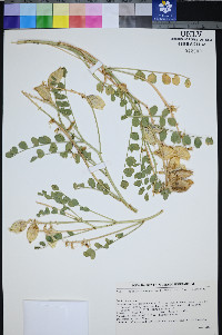 Astragalus oophorus image